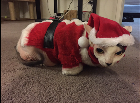 Christmas Cats